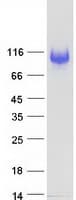 Human CD66a / CEACAM1 Protein (Recombinant Myc-DDK (Flag))
