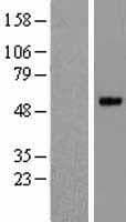 PRSS35 Protein (Over-Expression Lysate Myc-DDK (Flag))