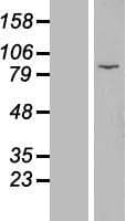 EZH1 / ENX-2 Protein (Over-Expression Lysate Myc-DDK (Flag))