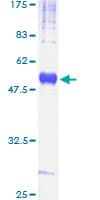 Human CD82 Protein (Recombinant GST)