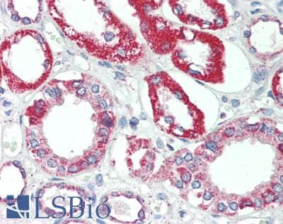 IHC-plus™ CDS1 Antibody (clone 2D10)