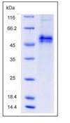 Mouse FST / Follistatin Protein (Recombinant His,C-terminus)