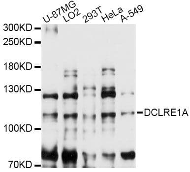 DCLRE1A / SNM1 Antibody