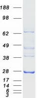 Human AK4 / Adenylate Kinase 4 Protein (Recombinant Myc-DDK (Flag))