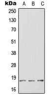 Polyclonal Rabbit anti-Human BHLHB40 / HES2 Antibody (Internal, WB)