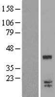 LGALS9C Protein (Over-Expression Lysate Myc-DDK (Flag))