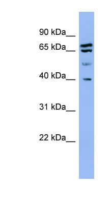 SH3GL2 Antibody (aa251-300)