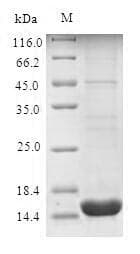 Human PLIN4 / S3-12 Protein (Recombinant 6His, N-terminus)