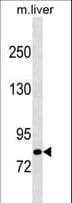 CBLB Antibody (aa862-889)