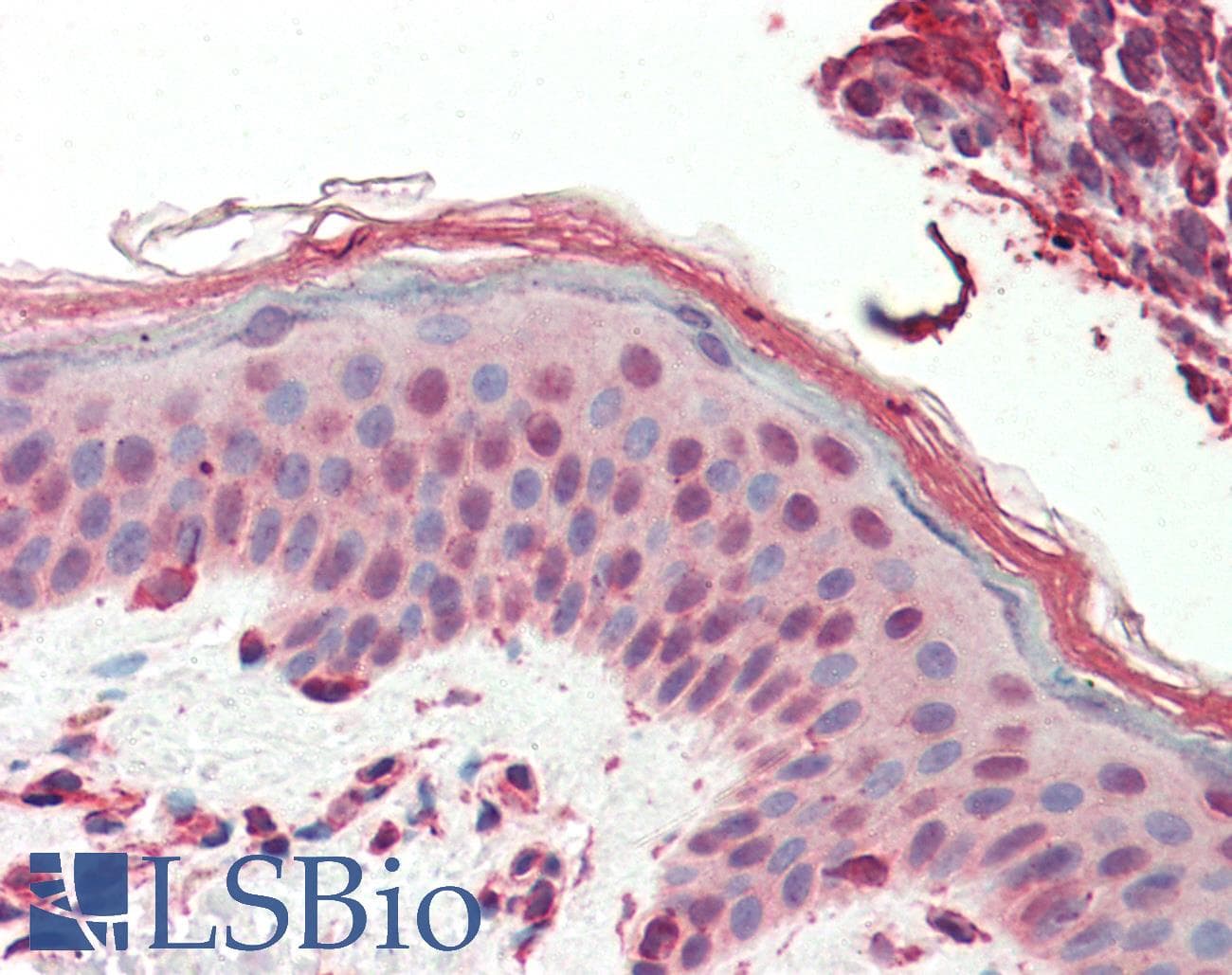 IHC-plus™ SWR1 / SRCAP Antibody (aa309-322)