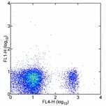 Monoclonal Rat anti-Mouse CD8B / CD8 Beta Antibody (clone H35-17.2, FITC)