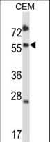 SMAD3 Antibody (aa127-156)