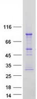 Human TRAFD1 / FLN29 Protein (Recombinant Myc-DDK (Flag))
