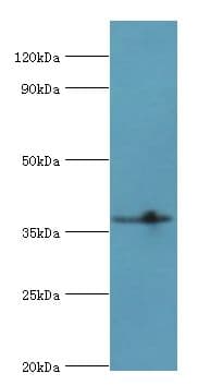 LRG1 / LRG Antibody (aa36-347)