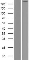 TLN2 / Talin 2 Protein (Over-Expression Lysate Myc-DDK (Flag))