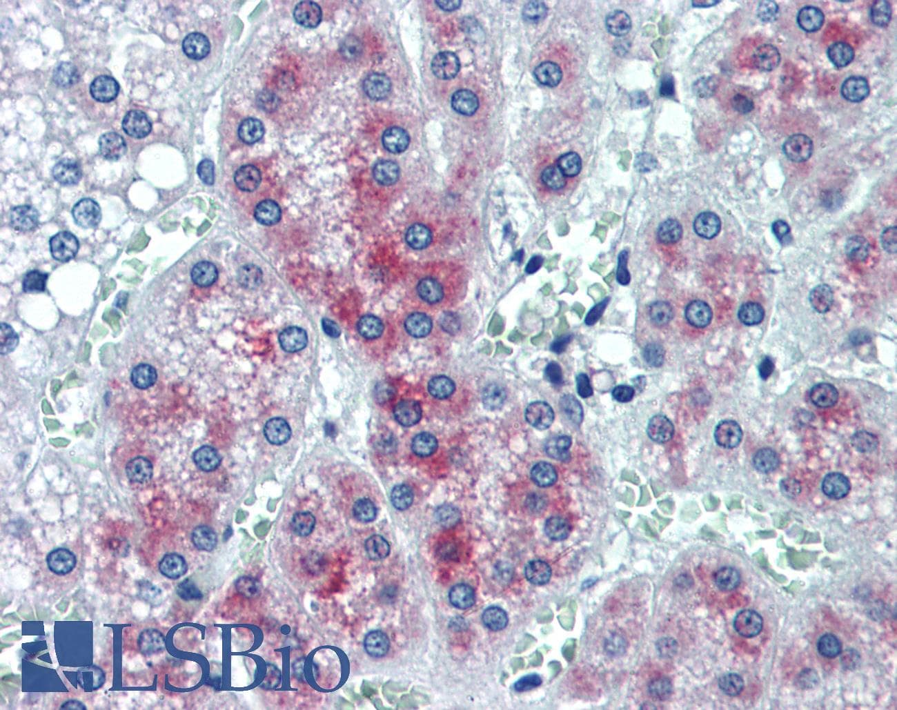 IHC-plus™ CREG / CREG1 Antibody (clone 1B7)