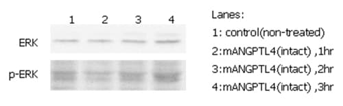 Mouse ANGPTL4 Protein (Recombinant DDK (Flag))