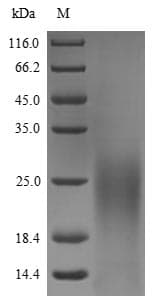Burkholderia yscF Protein (Recombinant 6His, N-terminus)