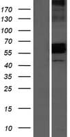 AMICA / JAML Protein (Over-Expression Lysate Myc-DDK (Flag))