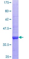 Human PTPN22 / PEP Protein (Recombinant GST, N-terminus)