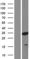 ZMAT3 Protein (Over-Expression Lysate Myc-DDK (Flag))