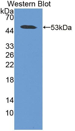 Antithrombin Antibody (aa33-465, APC)