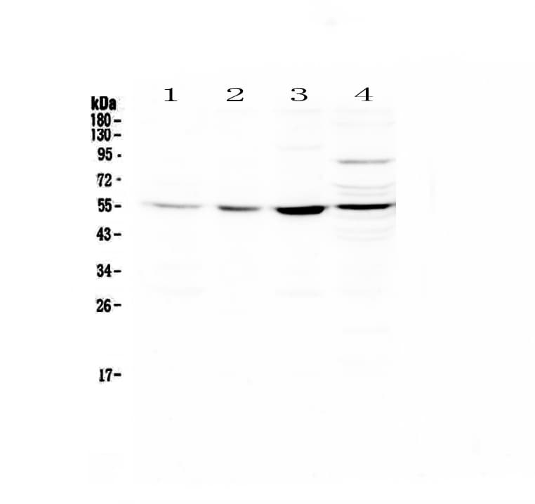 Polyclonal Rabbit anti-Human ICAM2 / CD102 Antibody (WB)