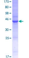 Human IL15 Protein (Recombinant GST)