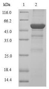 Human CCND2 / Cyclin D2 Protein (Recombinant GST, N-terminus)