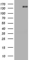 NNA1 / AGTPBP1 Antibody (clone OTI9C8)