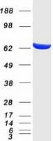 Human GPI Protein (Recombinant Myc-DDK (Flag))