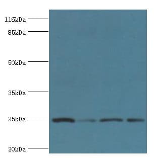 GSTK1 Antibody (FITC)
