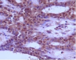 BECN1 / Beclin-1 Antibody (Internal, Biotin)