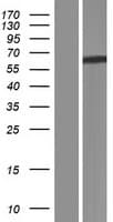 BCO2 / BCDO2 Protein (Over-Expression Lysate Myc-DDK (Flag))