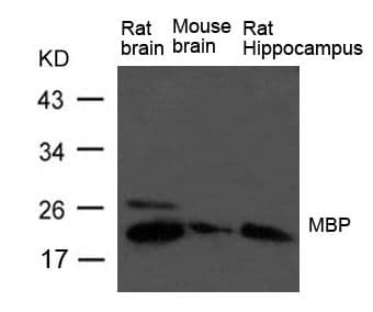 MBP / Myelin Basic Protein Antibody