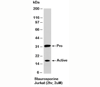Monoclonal Mouse anti-Human CASP3 / Caspase 3 Antibody (clone CAS3836, WB)