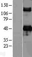 CD209 / DC-SIGN Protein (Over-Expression Lysate Myc-DDK (Flag))