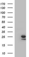 BID Antibody (clone OTI4A1)