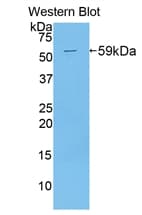 REPRIMO / RPRM Antibody (aa1-109, PE)