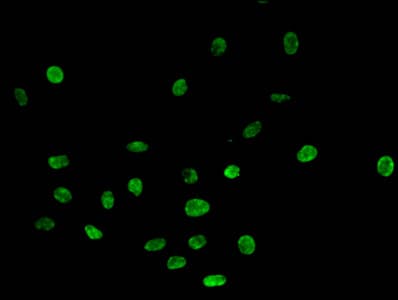 HIST1H4I Antibody