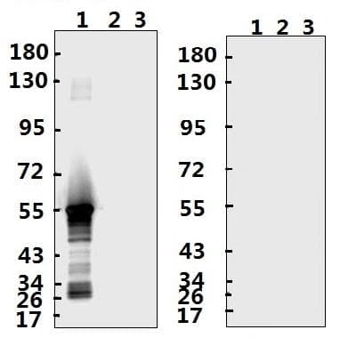 Polyclonal Rabbit anti-Coronavirus SARS-CoV-2 Nucleoprotein Antibody (WB)