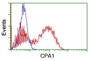 CPA1 / Carboxypeptidase A Antibody (clone OTI4F10)