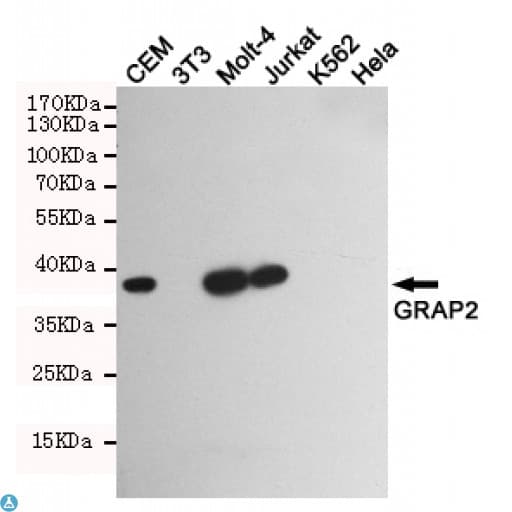 Monoclonal Mouse anti-Human GRAP2 / GRID Antibody (WB)