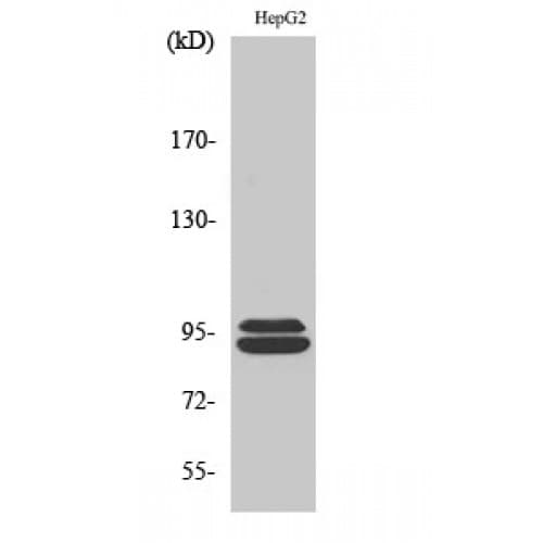 Polyclonal Rabbit anti-Human MASTL / GW Antibody (790-870 aa, C-terminal, IHC, WB)