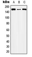 Capicua / CIC Antibody (Internal)