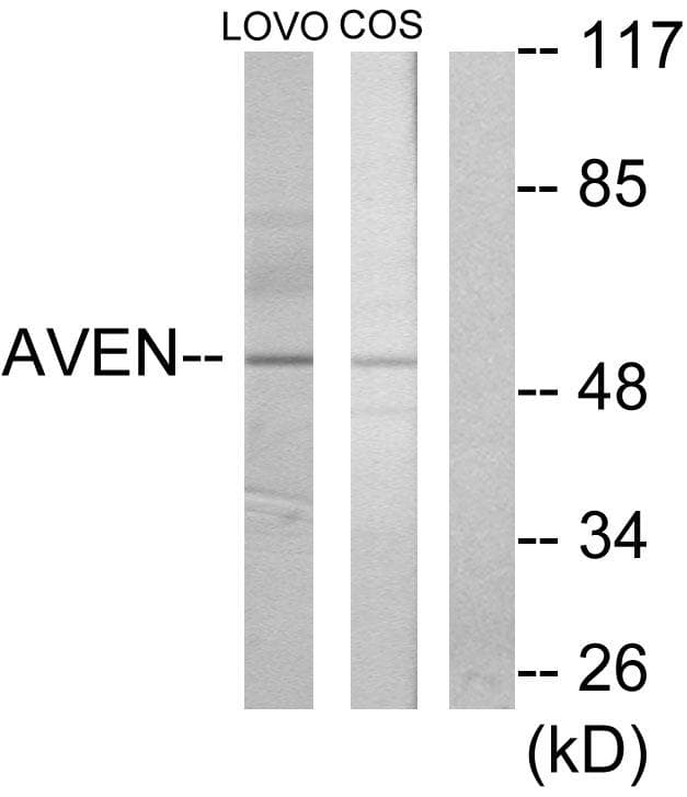 AVEN / PDCD12 Antibody