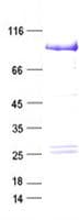 Human BRAF / B-Raf Protein (Recombinant Myc-DDK (Flag), C-terminus)