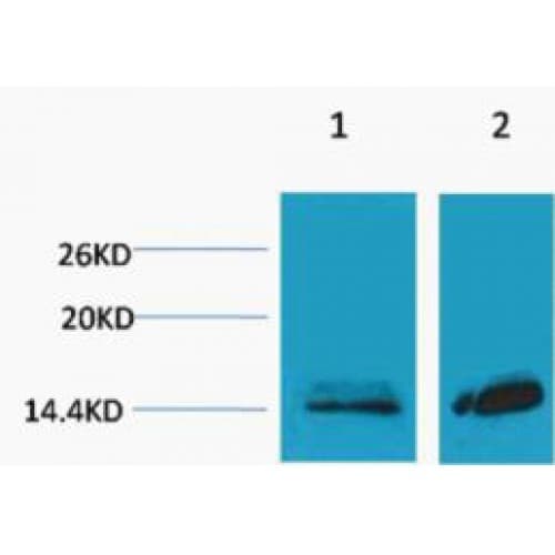Histone H3 Antibody