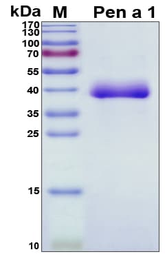 Penaeus aztecus Pen a 1 Protein (Recombinant His, N-Terminal)