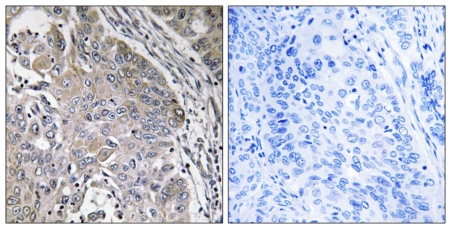 SPINK6 Antibody (aa13-62)